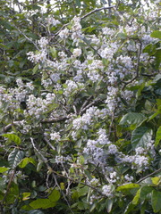 Ceanothus oliganthus sorediatus