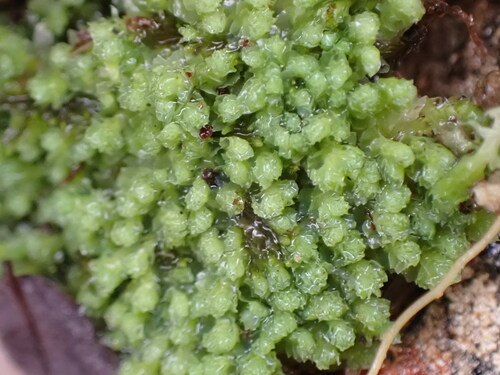 Alpine Jagged Notchwort (Schistochilopsis opacifolia)