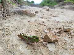 Gastrimargus marmoratus