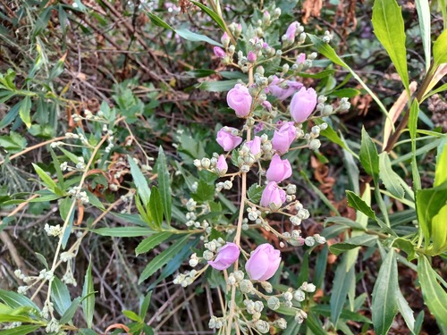 iNaturalist observation photo of southern coastal bushmallow