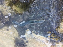 Alitta virens