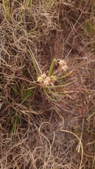 Asclepias stellifera