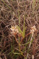 Asclepias stellifera