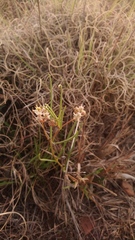 Asclepias stellifera