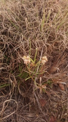 Asclepias stellifera
