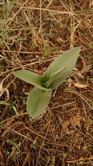 Ledebouria asperifolia