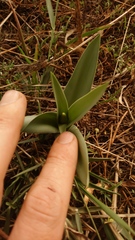 Ledebouria asperifolia