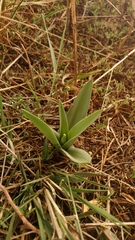 Ledebouria asperifolia