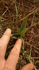 Ledebouria asperifolia