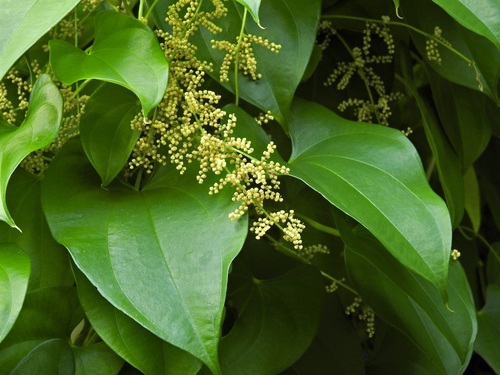 Dioscorea alata