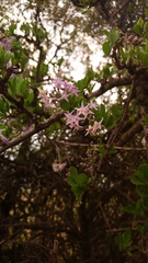 Ehretia rigida nervifolia