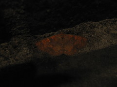 Sarobides inconclusa