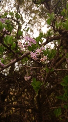 Ehretia rigida nervifolia