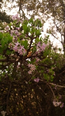 Ehretia rigida nervifolia