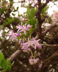 Ehretia rigida nervifolia