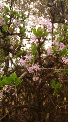 Ehretia rigida nervifolia
