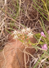 Asclepias stellifera