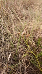Asclepias stellifera