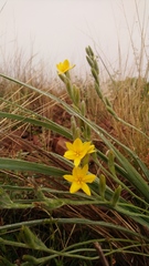 Hypoxis acuminata