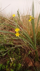 Hypoxis acuminata