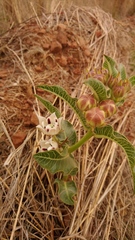Pachycarpus schinzianus