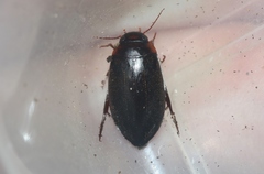 Carabdytes pacificus