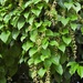 Dioscorea alata - Photo (c) kerrycoleman, μερικά δικαιώματα διατηρούνται (CC BY-NC), uploaded by kerrycoleman