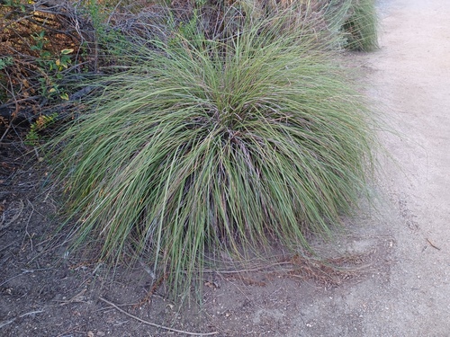 iNaturalist observation photo of deergrass