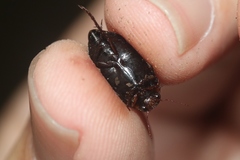 Carabdytes pacificus