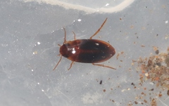 Exocelina parvula