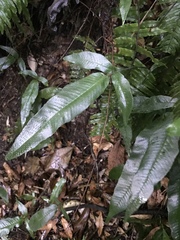 Grypothrix triphylla