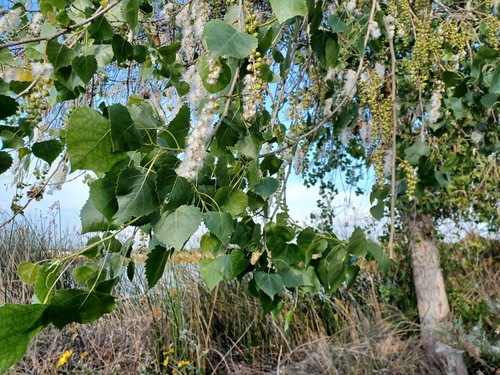 iNaturalist observation photo of Frémont Cottonwood