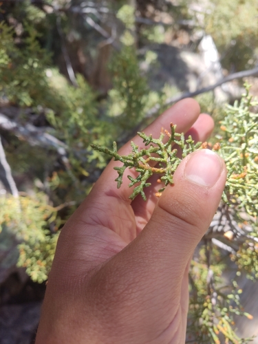 San Pedro cypress (Hesperocyparis montana)