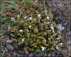 Mazus radicans