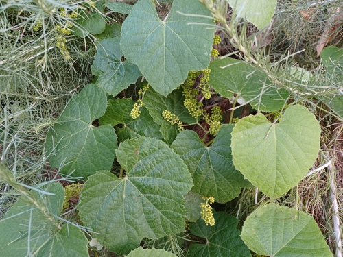 iNaturalist observation photo of desert wild grape