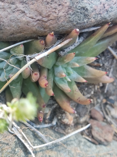 Image of Dudleya pauciflora by (c) Diego Maldonado de la Torre, some rights reserved (CC BY)