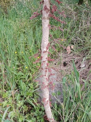 Davidsonia jerseyana