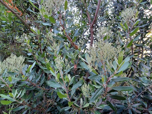 iNaturalist observation photo of Toyon