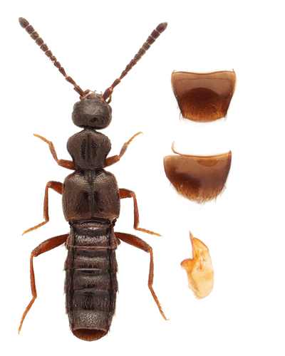 Dissected Minute Rove Beetle