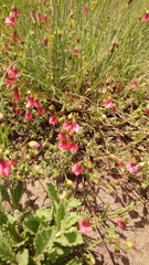 Hermannia erodioides