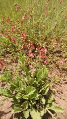 Hermannia erodioides