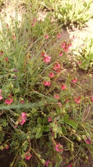Hermannia erodioides