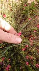 Hermannia erodioides