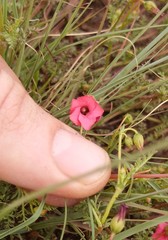 Hermannia erodioides
