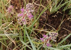 Ledebouria luteola