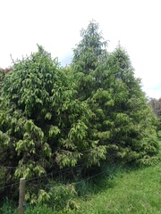 Picea smithiana