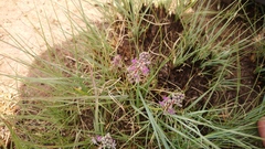 Ledebouria luteola