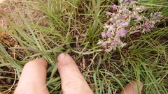 Ledebouria luteola