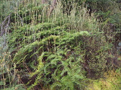 Gleichenia inclusisora