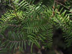 Gleichenia inclusisora